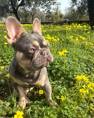 Bulldog francese isabelle e tan