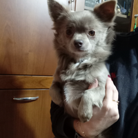 Chihuahua