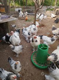 Galli e galline