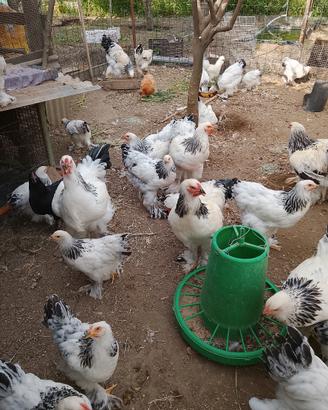 Galli e galline