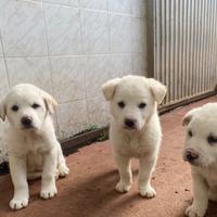 Cani futura taglia media