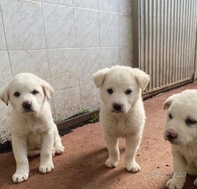 Cani futura taglia media