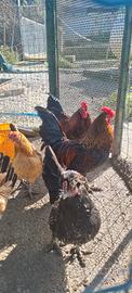 Coppia galli e galline