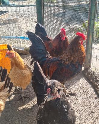 Coppia galli e galline