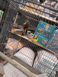 Ibrido cardellino canarino