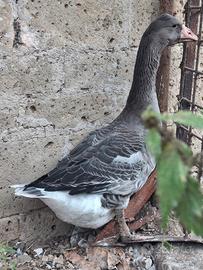 oca di tolosa