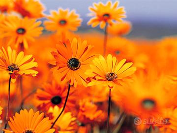 Gruppo di sedute (tessuto) 2 divani con poltrone