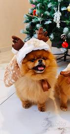 Accoppiamento volpino pomerania spitz ROSSO