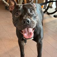 Maschio razza american Staffordshire