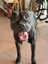 Maschio razza american Staffordshire