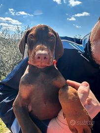 Dobermann Cucciole