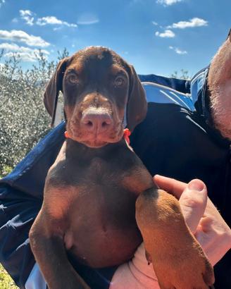 Dobermann Cucciole
