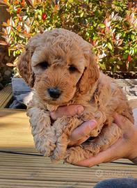 Cuccioli di barboncini toy maschi e femmine