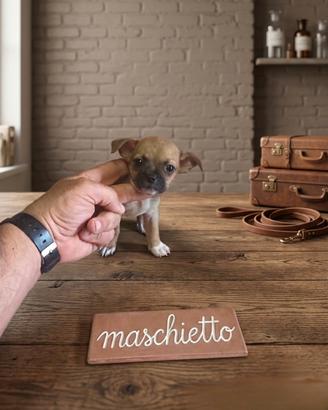 Chihuahua mini Toy small