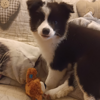 Cuccioli di Border collie da bellezza
