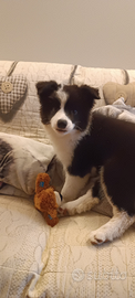 Cuccioli di Border collie da bellezza