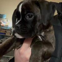 Cuccioli boxer "del roxius"