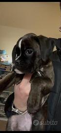 Cuccioli boxer "del roxius"