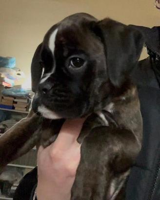 Cuccioli boxer "del roxius"