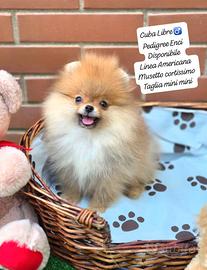 Spitz Pomerania Pedigree Enci