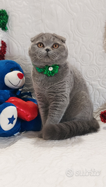 Scottish fold femmina