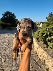 Bassotto cucciolo