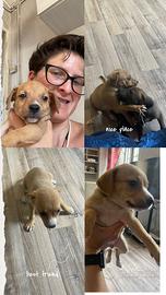 Cuccioli di cane affettuosi e dolci