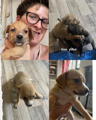 Cuccioli di cane affettuosi e dolci