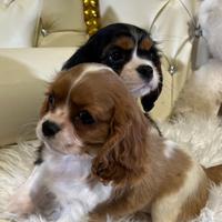 Cavalier King