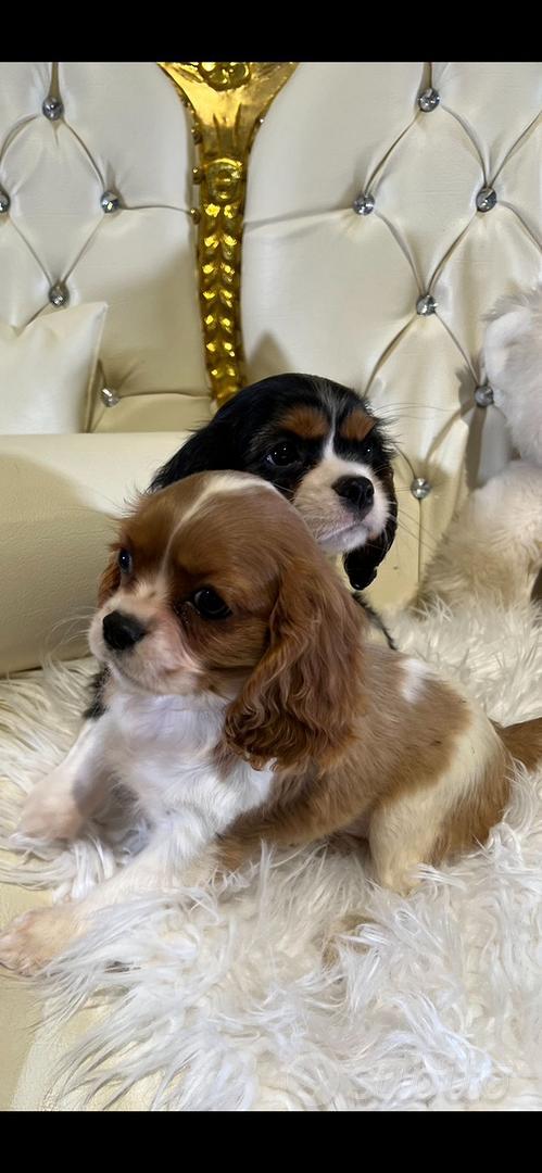Cavalier King