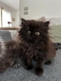 Gattina Scottish straight longhair