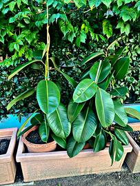 Ficus