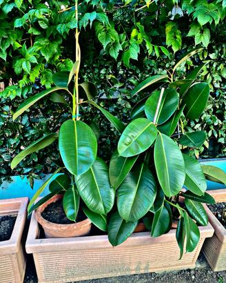 Ficus