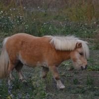 Pony Falabella