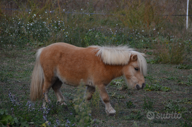Pony Falabella