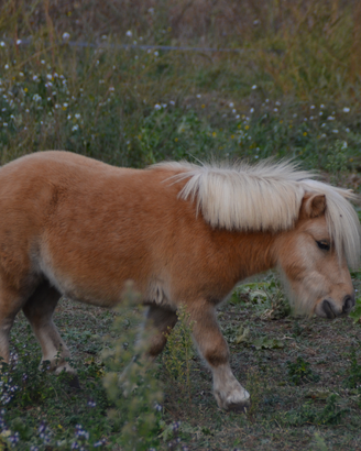 Pony Falabella