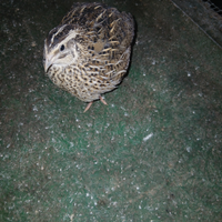 Quaglie