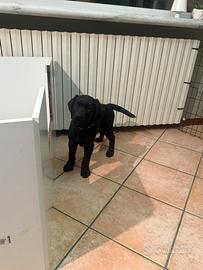 Labrador retriever cucciola