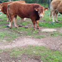2vitelli maschi limousine puri