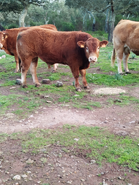 2vitelli maschi limousine puri