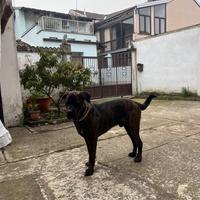 Cane RottCorso