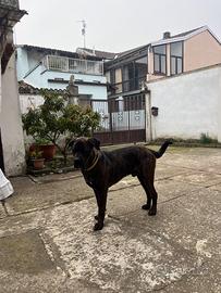 Cane RottCorso