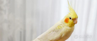 Calopsite e cocorite