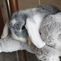 Coniglio nano ariete