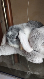 Coniglio nano ariete