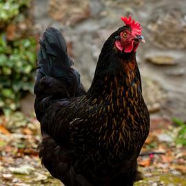 Galline aninali