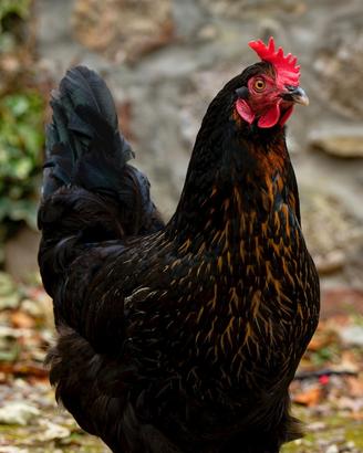 Galline aninali