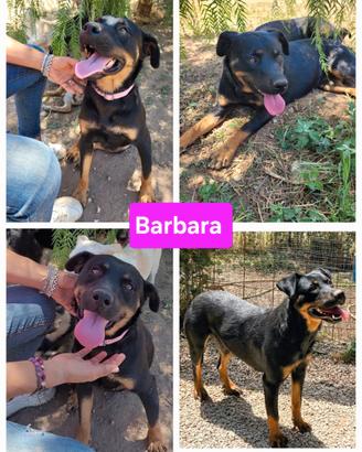 Femmina mix Rottweiler