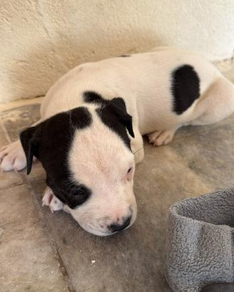 Amstaff