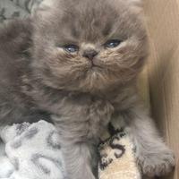 Gatti Persiani Cuccioli